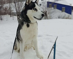 Собаки в Салавате: Вязка Сибирский Хаски, 1 500 руб. - фото 1