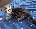 Кошки в Колпашево: Шотландский фолд 1,5 месяца мальчик Мальчик, 5 000 руб. - фото 3