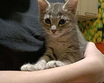 Кошки в Екатеринбурге: Бенгальский котенок Мальчик, 3 000 руб. - фото 3
