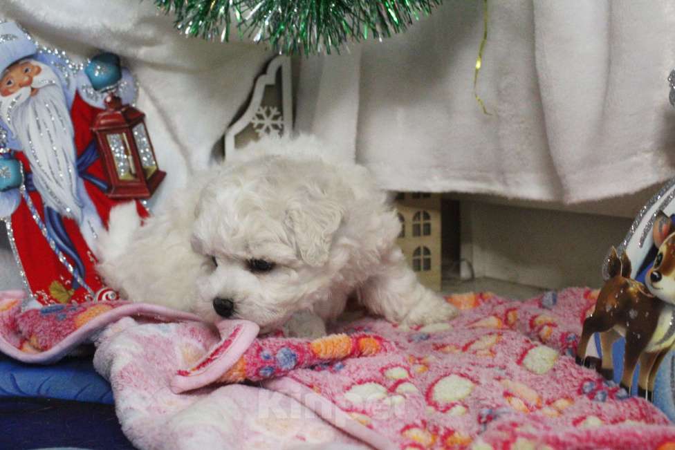 Собаки в Нижнем Новгороде: Щенок. Документы РКФ Мальчик, 70 000 руб. - фото 3