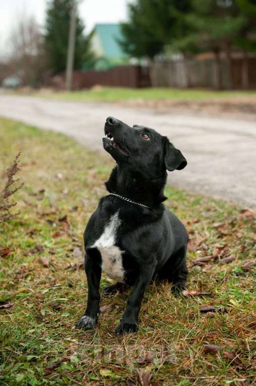 Собаки в Москве: Записка, дерево и брошенная такса — история Найды Девочка, Бесплатно - фото 7
