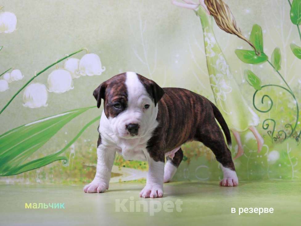 Собаки в Волхове: Продам щенка амстафф, американский стаффордширский терьер Мальчик, 80 000 руб. - фото 2