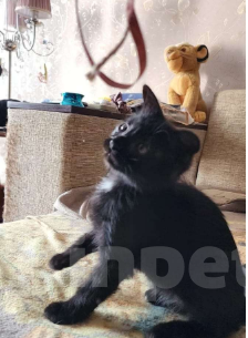 Кошки в Симферополе: Отдам котенка Мальчик, 500 руб. - фото 2