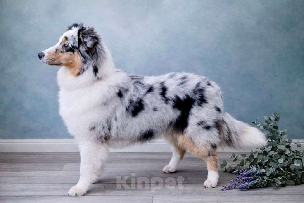 Собаки в Туле: Щенки австралийской овчарки Девочка, 40 000 руб. - фото 5