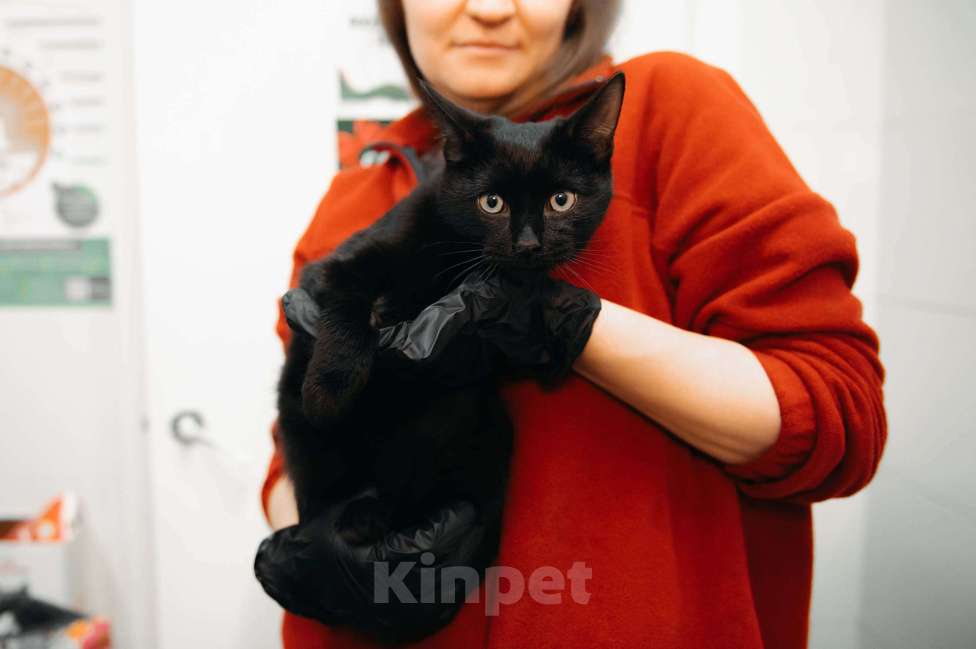 Кошки в Москве: Фибоначи - нежный скромный котик. Мальчик, Бесплатно - фото 4