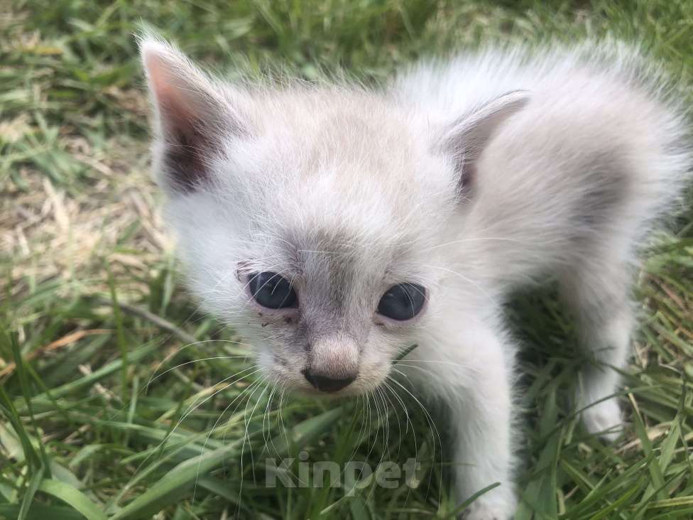 Кошки в других городах Красноярского края: Отдам в добрые руки Мальчик, Бесплатно - фото 2