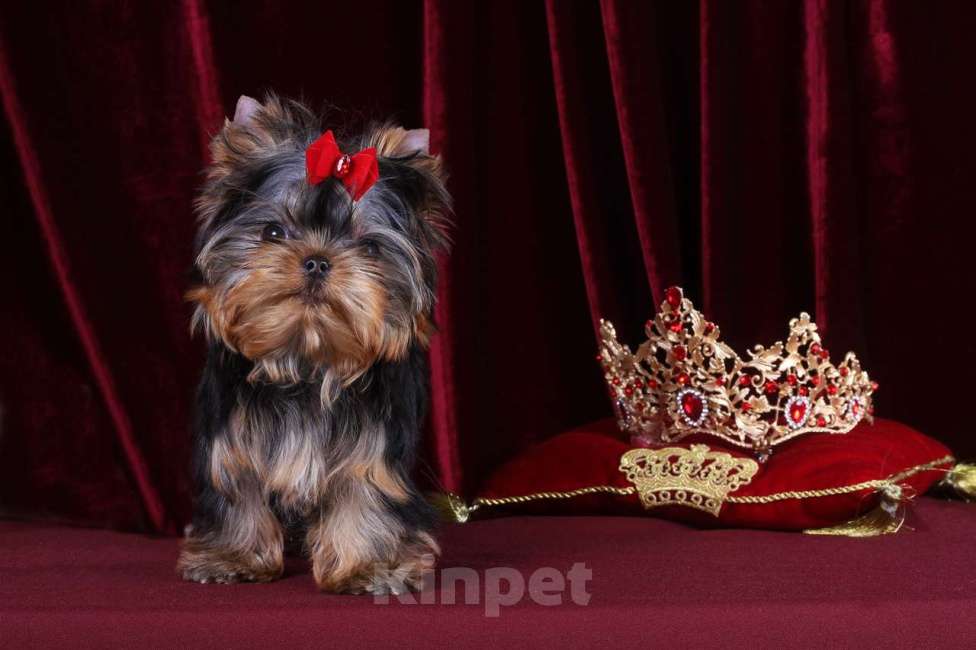 Собаки в Москве: Йоркширский терьер, мини, беби-фейс. Мерседес Девочка, 150 000 руб. - фото 6