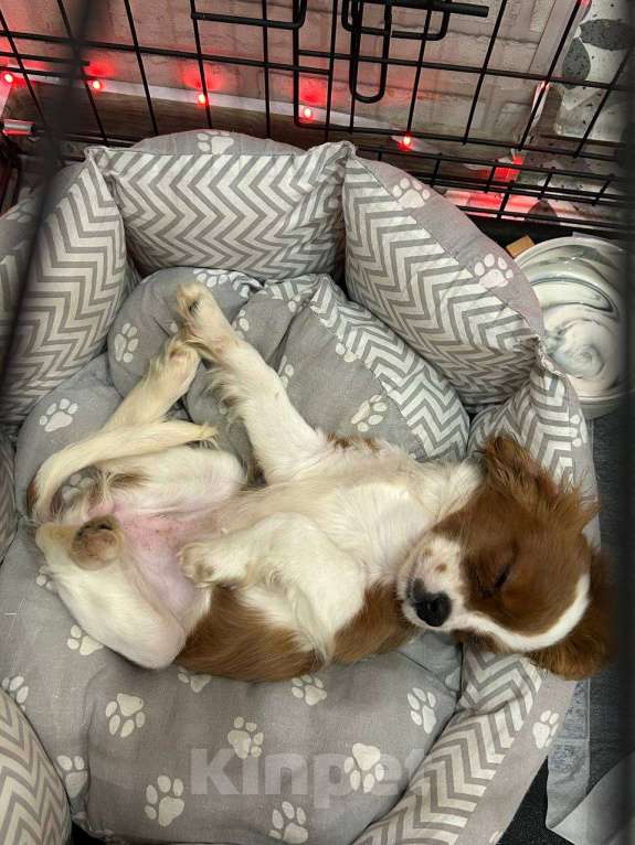 Собаки в Санкт-Петербурге: кавалер кинг чарльз спаниель щенок девочка Девочка, 90 000 руб. - фото 2