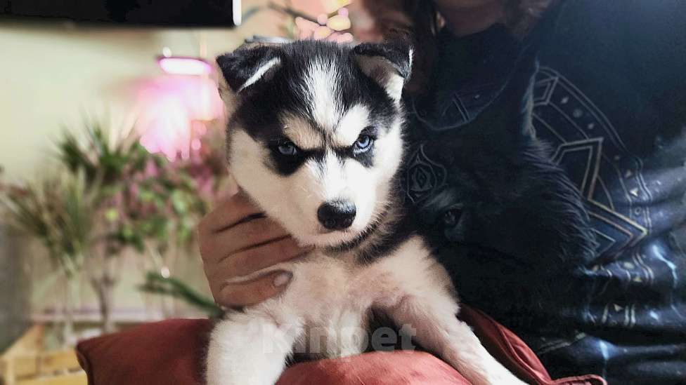 Собаки в Воронеже: Феона Северная мечта Девочка, 9 500 руб. - фото 3