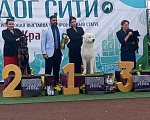 Собаки в Краснодаре: Вязка Мареммо-абруццкая овчарка Мальчик, Бесплатно - фото 2