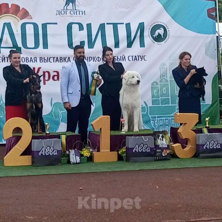 Собаки в Краснодаре: Вязка Мареммо-абруццкая овчарка Мальчик, Бесплатно - фото 2