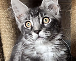 Кошки в Петергофе: Девочка красотка Девочка, 35 000 руб. - фото 2