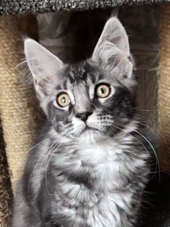 Кошки в Петергофе: Девочка красотка Девочка, 35 000 руб. - фото 2