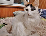 Кошки в Сочи: Кошечка в добрые руки Девочка, Бесплатно - фото 2