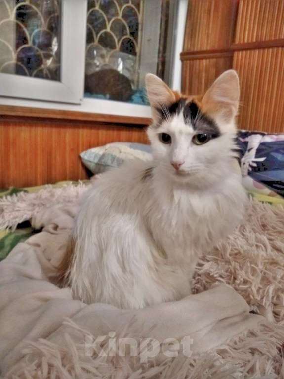 Кошки в Сочи: Кошечка в добрые руки Девочка, Бесплатно - фото 2