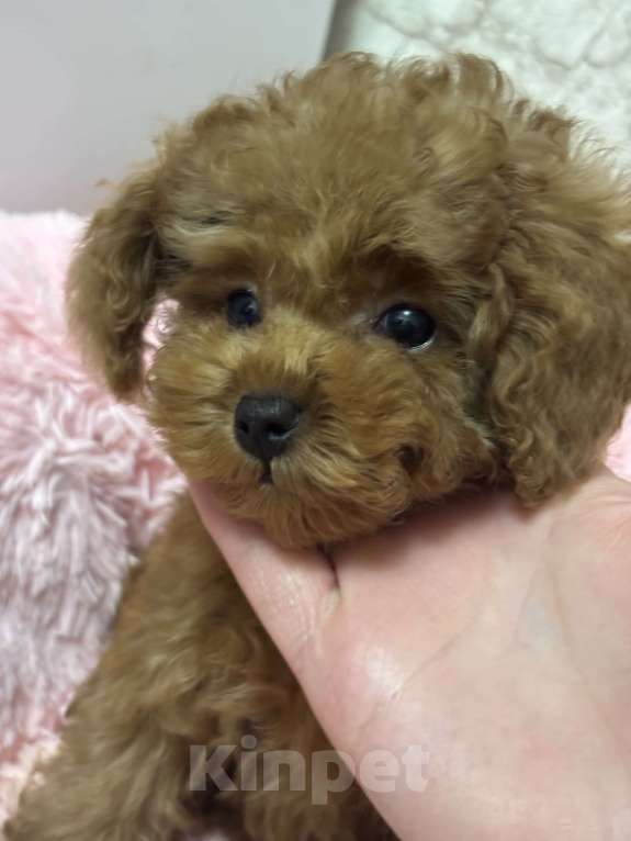 Собаки в Ивантеевке: Малышка той пудель Девочка, 80 000 руб. - фото 1