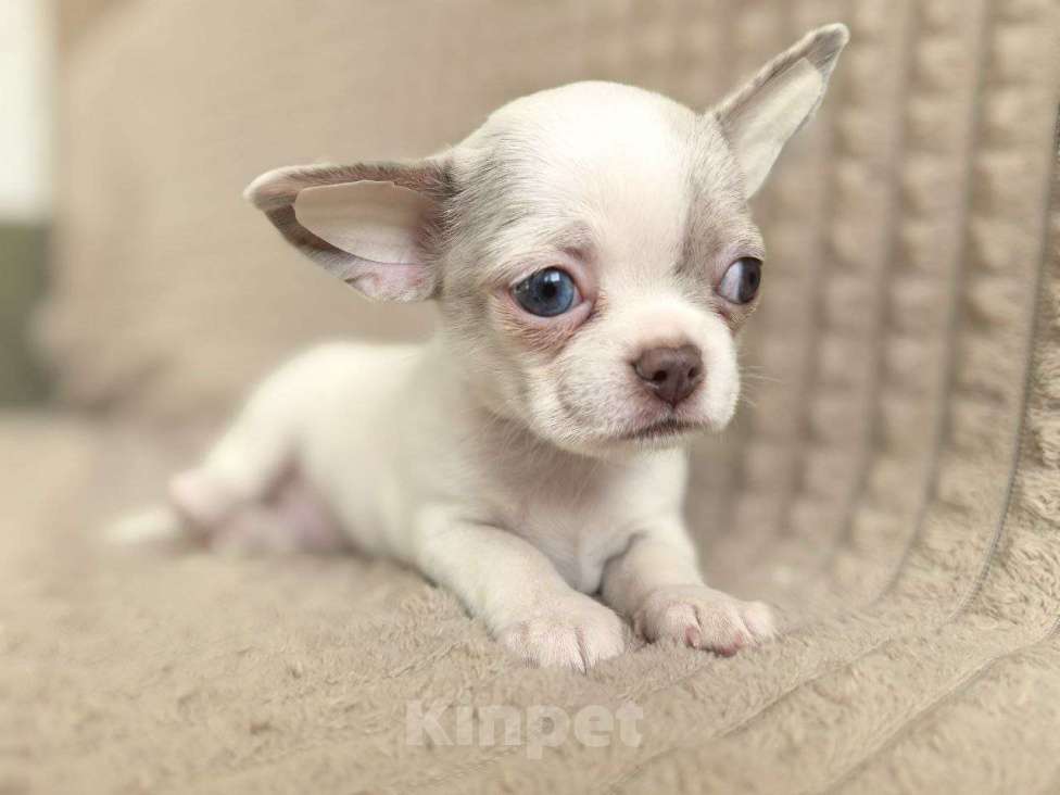 Собаки в Воронеже: Мальчик мерле Мальчик, 20 000 руб. - фото 1