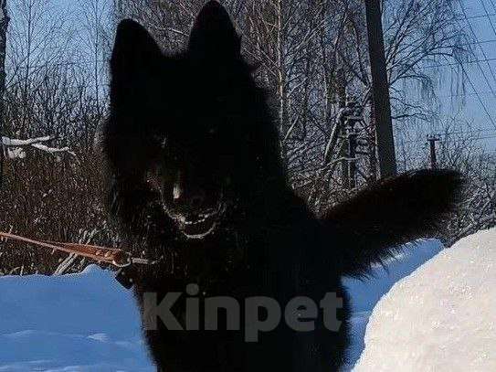 Собаки в Москве: Щенки немецкой овчарки Девочка, 80 000 руб. - фото 1