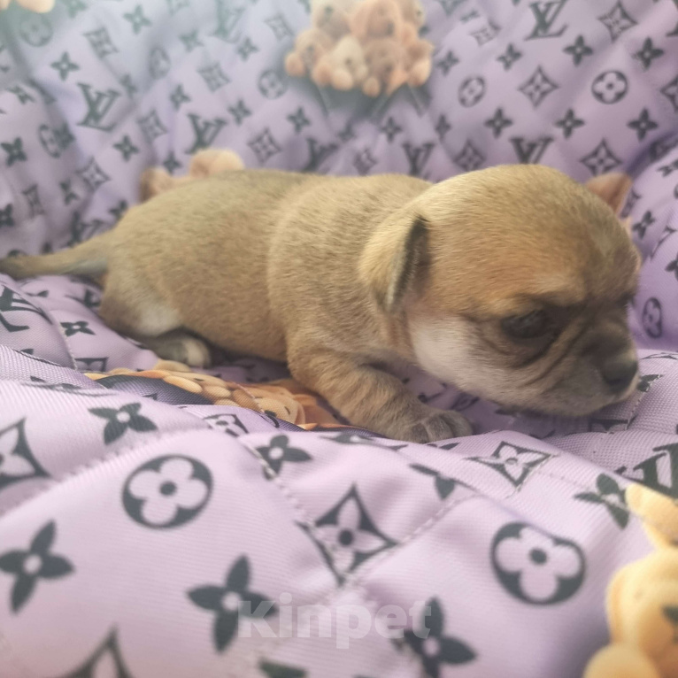 Собаки в Калининграде: Щенок Чихуахуа г/ш, девочка Девочка, Бесплатно - фото 3