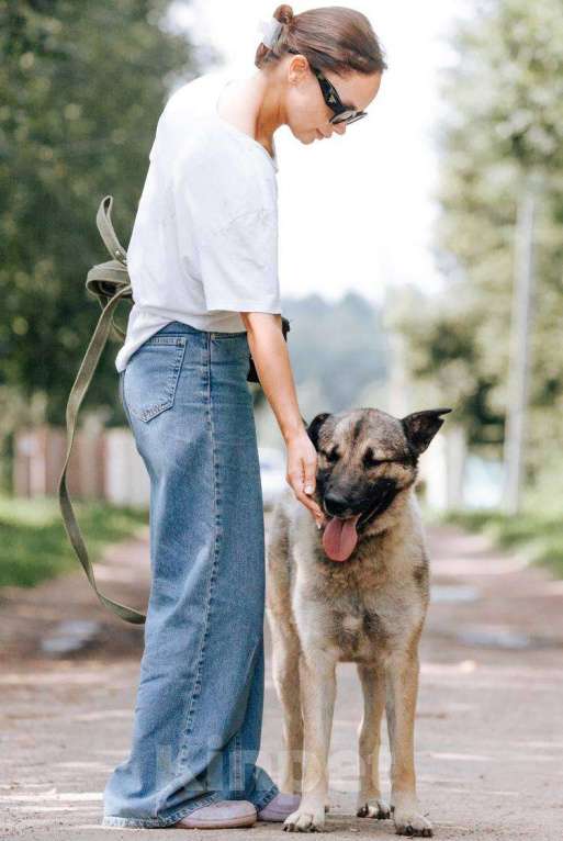 Собаки в Видном: Расстрелянный Филя ищет дом! Мальчик, Бесплатно - фото 4
