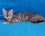 Кошки в Москве: Бенгальский кот Мальчик, Бесплатно - фото 2