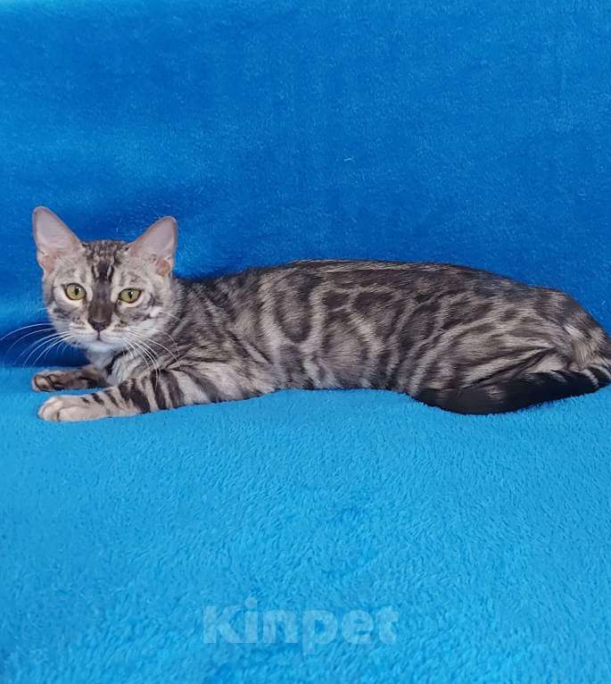 Кошки в Москве: Бенгальский кот Мальчик, Бесплатно - фото 2