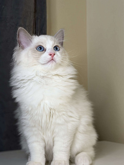 Рэгдолл котенок, девочка