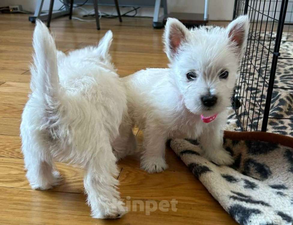 Собаки в Москве: Вест хайленд уайт терьер, щенок Мальчик, Бесплатно - фото 6