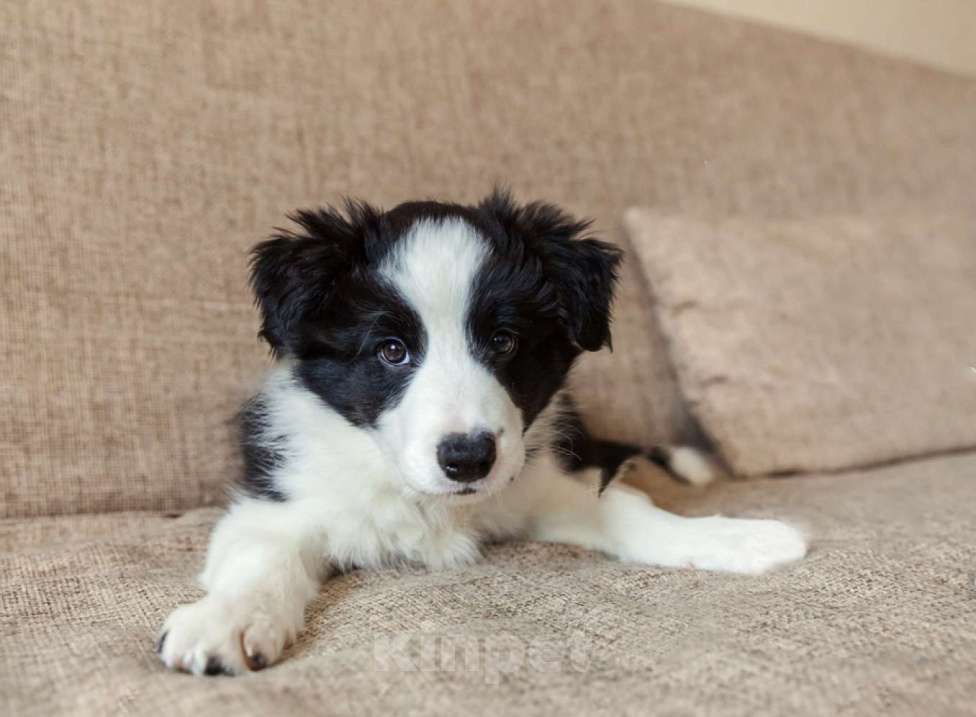 Собаки в Москве: Щенки бордер-колли с документами РКФ Девочка, 70 000 руб. - фото 3