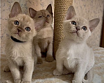Кошки в Москве: Бурманские котята Мальчик, 70 000 руб. - фото 1