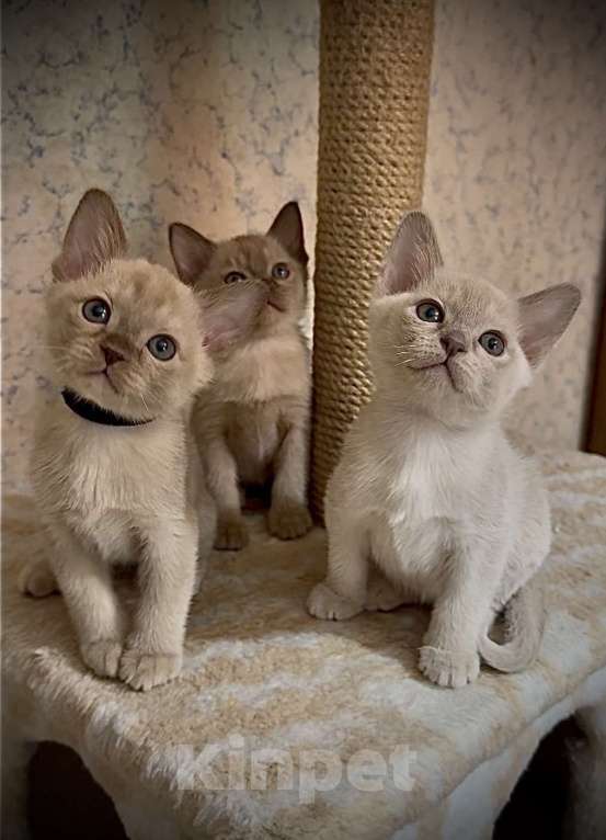 Кошки в Москве: Бурманские котята Мальчик, 70 000 руб. - фото 1