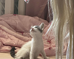 Кошки в Севастополе: Маленькая Депа ищет дом Девочка, Бесплатно - фото 8