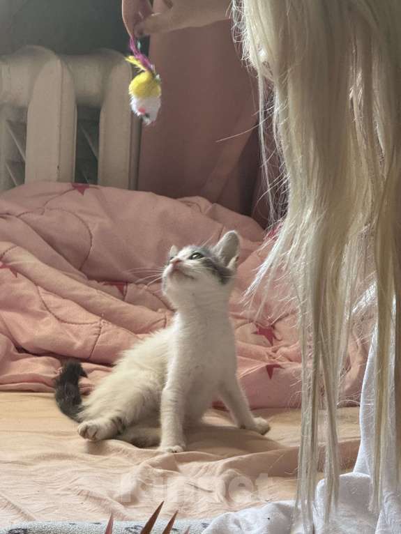 Кошки в Севастополе: Маленькая Депа ищет дом Девочка, Бесплатно - фото 8