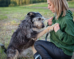Собаки в Волоколамске: Собака-компаньон, приучена к домашней жизни Девочка, Бесплатно - фото 3