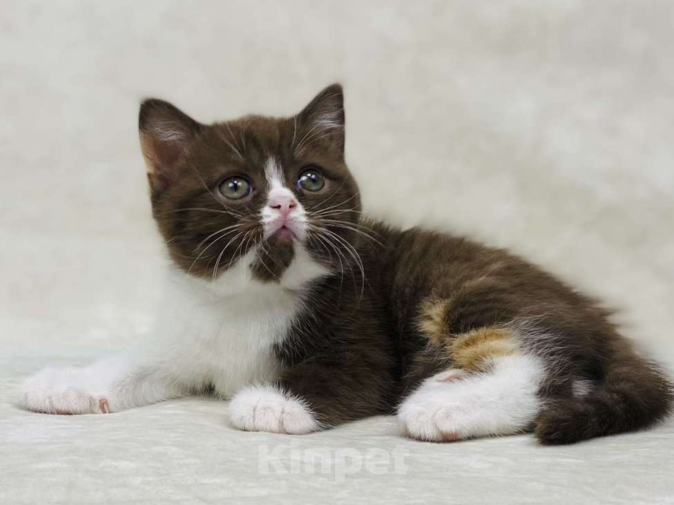 Кошки в Люберцах: Британская кошечка Девочка, 50 000 руб. - фото 5