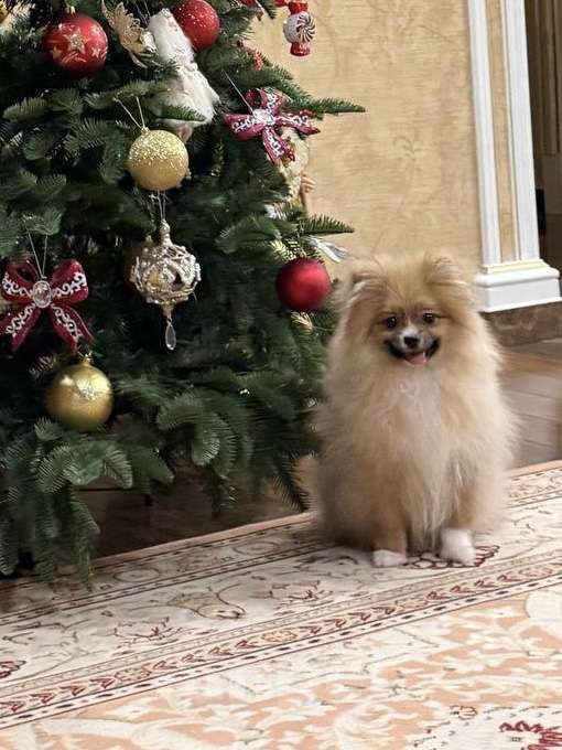 Собаки в Москве: Немецкий шпиц (девочка) Девочка, 1 руб. - фото 4