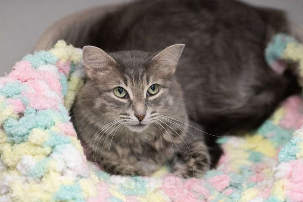 Кошки в Москве: Кошка Аферистка в добрые руки Девочка, Бесплатно - фото 5