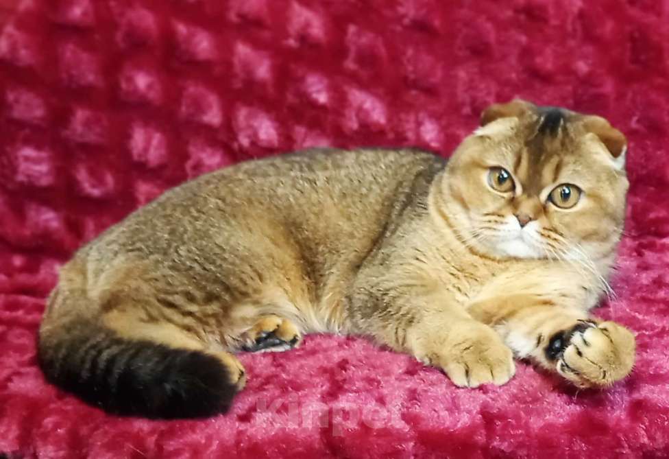 Кошки в Санкт-Петербурге: шотландская кошечка фолд Девочка, 30 000 руб. - фото 2