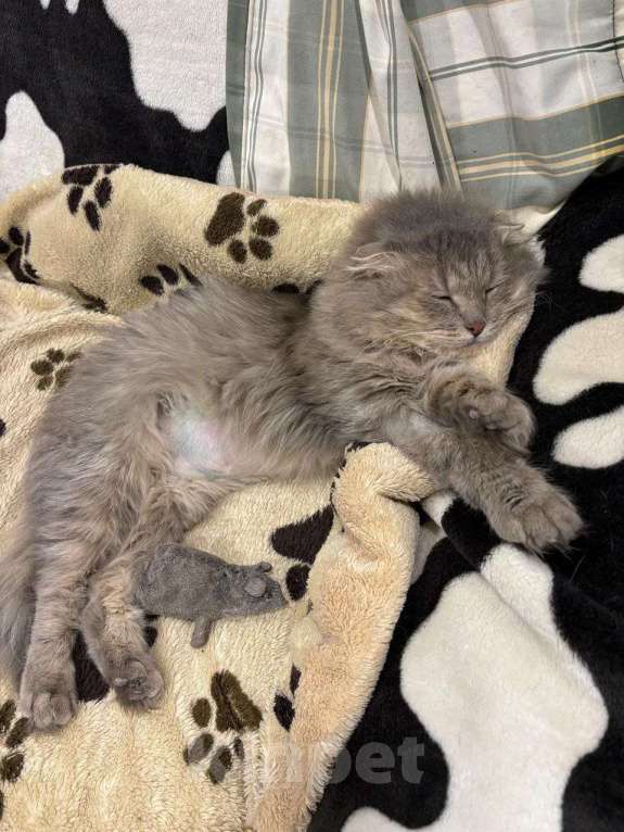 Кошки в Москве: Пушистая вислоушка Гресси. Кошка в добрые руки. Девочка, Бесплатно - фото 7