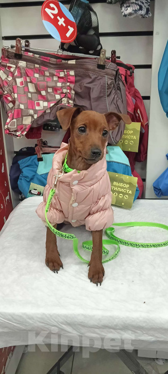 Собаки в Москве: Очаровательная девочка цвергпинчер Девочка, 50 000 руб. - фото 5