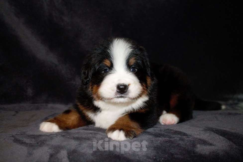 Собаки в других городах Московской области: Бернский зенненхунд Девочка, 120 000 руб. - фото 5