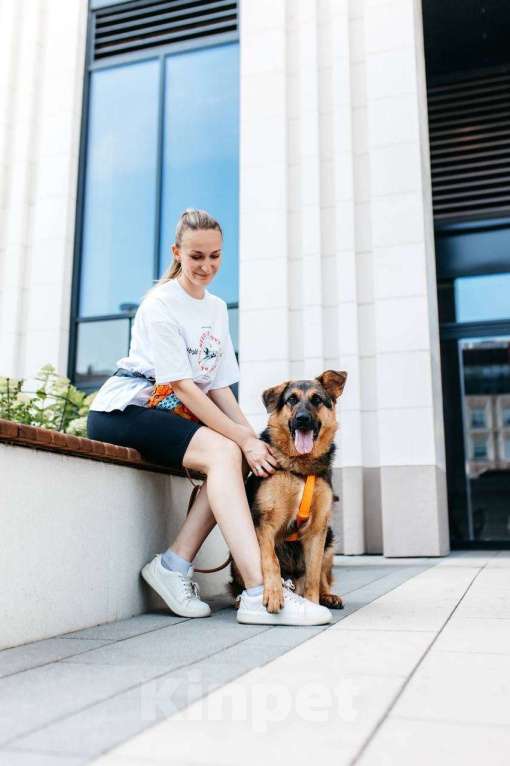 Собаки в Москве: Энерджайзер Фью в поиске любящей семьи ⚡️⚡️ Мальчик, Бесплатно - фото 8