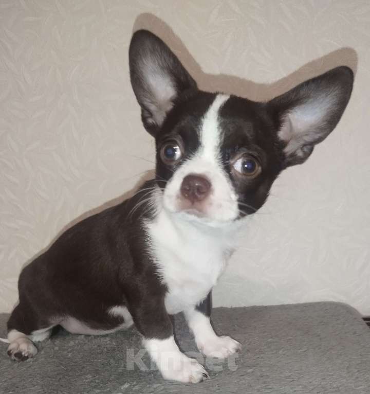 Собаки в Видном: Щенки чихуахуа Девочка, 30 000 руб. - фото 10