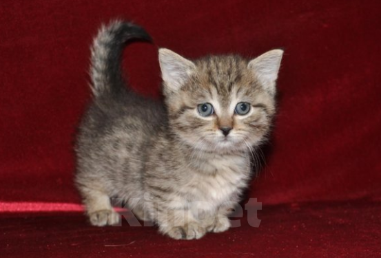 Кошки в Москве: Котенок с короткими лапками Разнополые, 29 900 руб. - фото 4