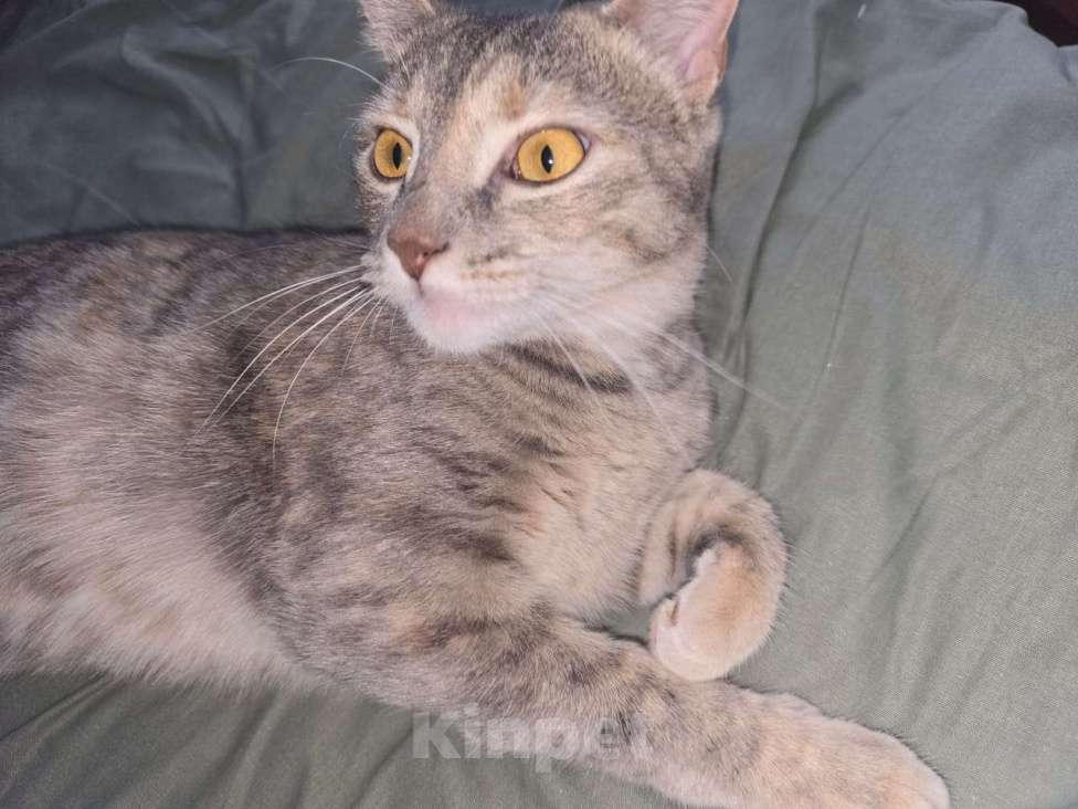 Кошки в Курганинске: Пропала кошка в г.Курганинск Девочка, 1 000 руб. - фото 8