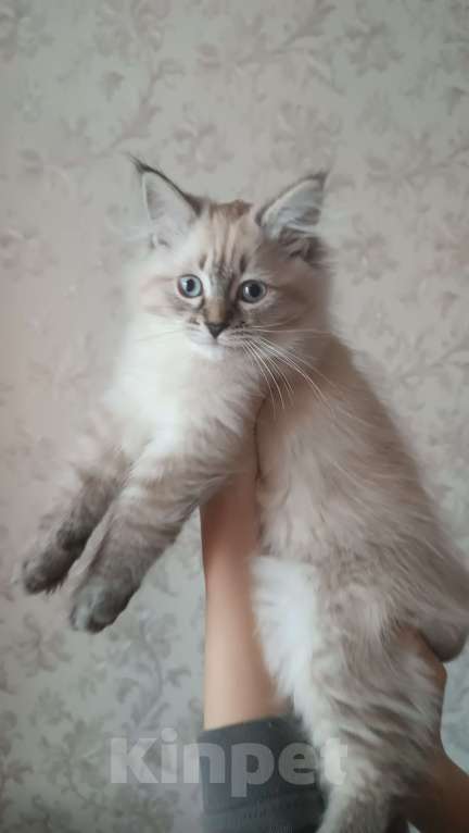 Кошки в Санкт-Петербурге: Невский маскарадный котенок Мальчик, 50 000 руб. - фото 3