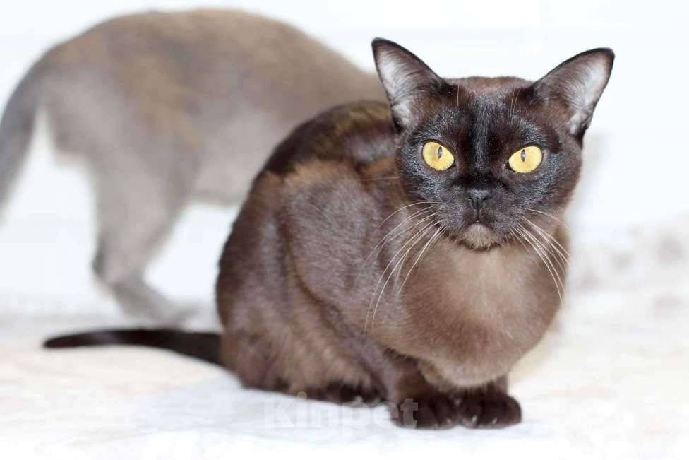 Кошки в Москве: Бурма - молодая соболиная кошечка Девочка, 25 000 руб. - фото 3