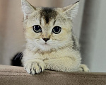 Кошки в Астрахани: Котенок мальчик Мальчик, 10 000 руб. - фото 3