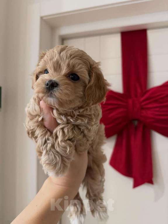 Собаки в Краснодаре: Мальтипу , щенок Мальчик, 180 000 руб. - фото 1