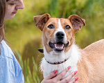 Собаки в Солнечногорске: Небольшая собачка в добрые руки Девочка, Бесплатно - фото 4